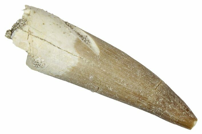 Fossil Plesiosaur (Zarafasaura) Tooth - Morocco #344244